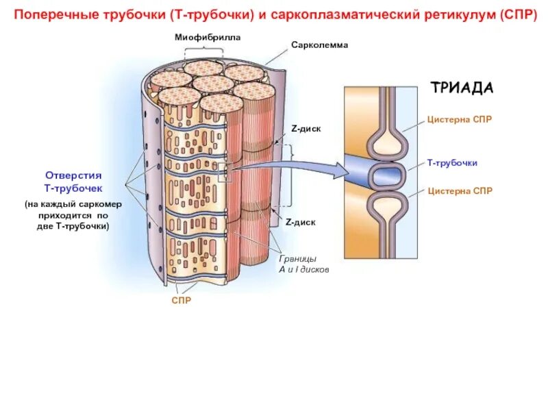 Л трубочки