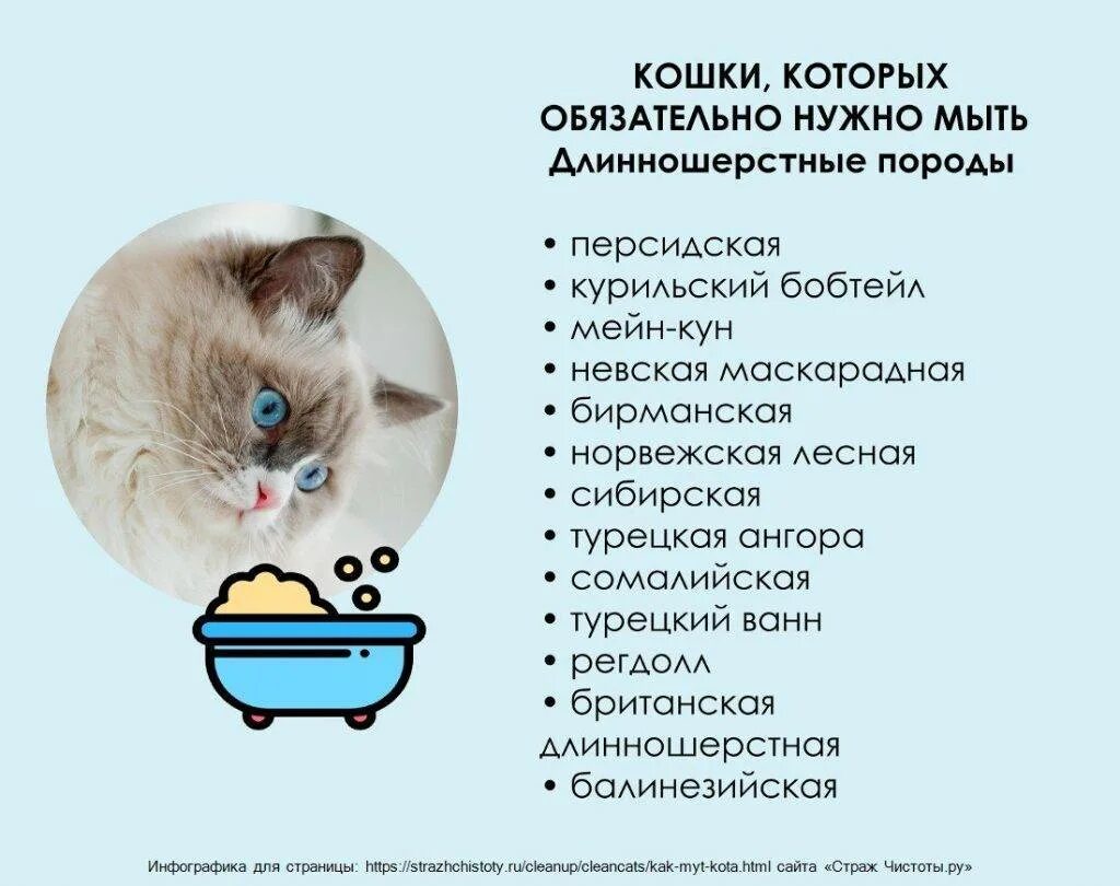 Можно кормить кота рыбой