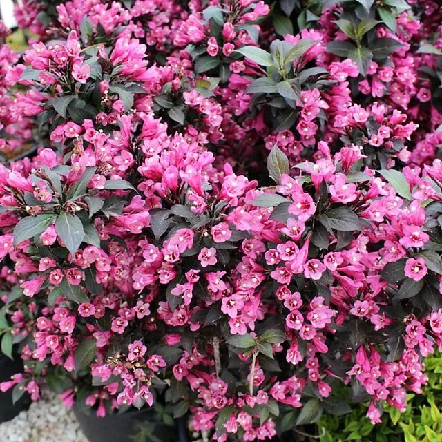 вейгела кустарник блэк. вейгела блэк. вейгела блэк. вейгела краснолистная. вейгела минор блэк.