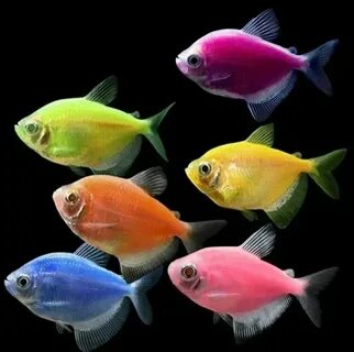 Анальды балықтардың фотосуреттері