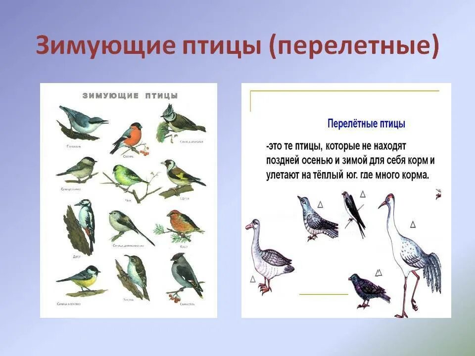 Конспект развитие речи зимующие птицы подготовительная группа. Перелетные и зимующие птицы для детей старшей группы. занятия для детей на тему перелетные птицы. детям о перелетных птицах в подготовительной группе. зимующие птицы подготовительная группа.
