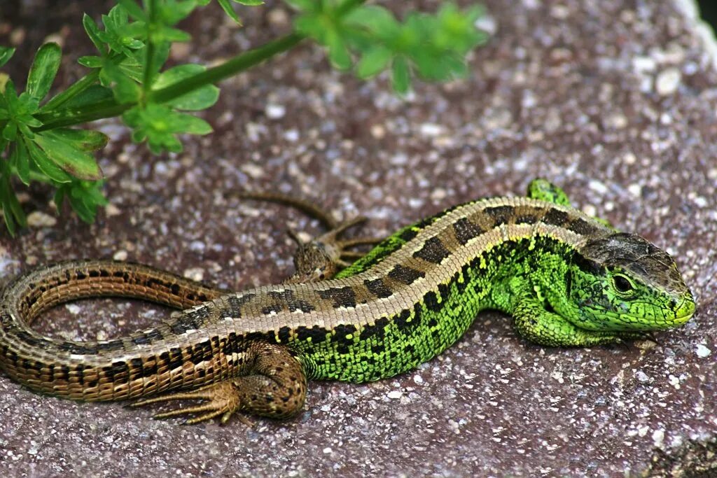 Ящерица прыткая горнокрымская. Прыткая ящерица Lacerta Agilis. Ящерица прыткая (Lacerta Agilis Linnaeus). Ящерица прыткая, обыкновенная - Lacerta Agilis. Ящерицы растянулись во всю длину на гладко