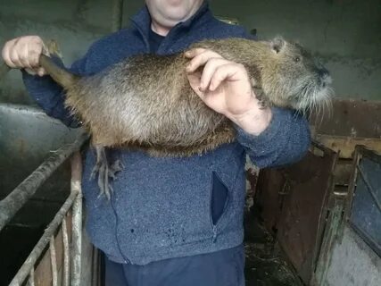 Самая большая крыса в мире