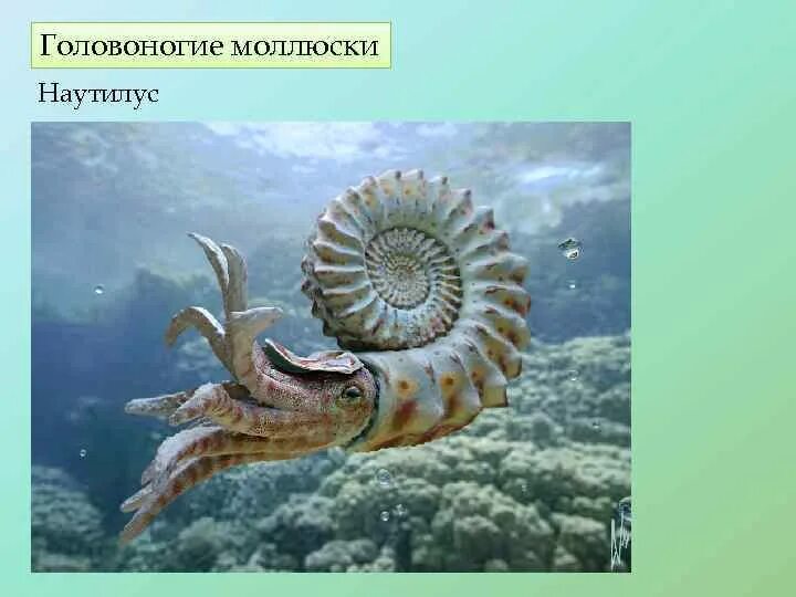 Форма раковины головоногих. Класс головоногие моллюски наутилус. Раковина у головоногих биология 7 класс. Головоногие моллюски рисунок биология. Аммониты головоногие белемнит.