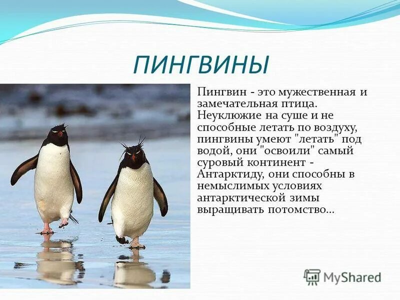 Почему пингвин. Сообщение о пингвинах кратко. описание пингвина. пингвин для детей. доклад про пингвинов.
