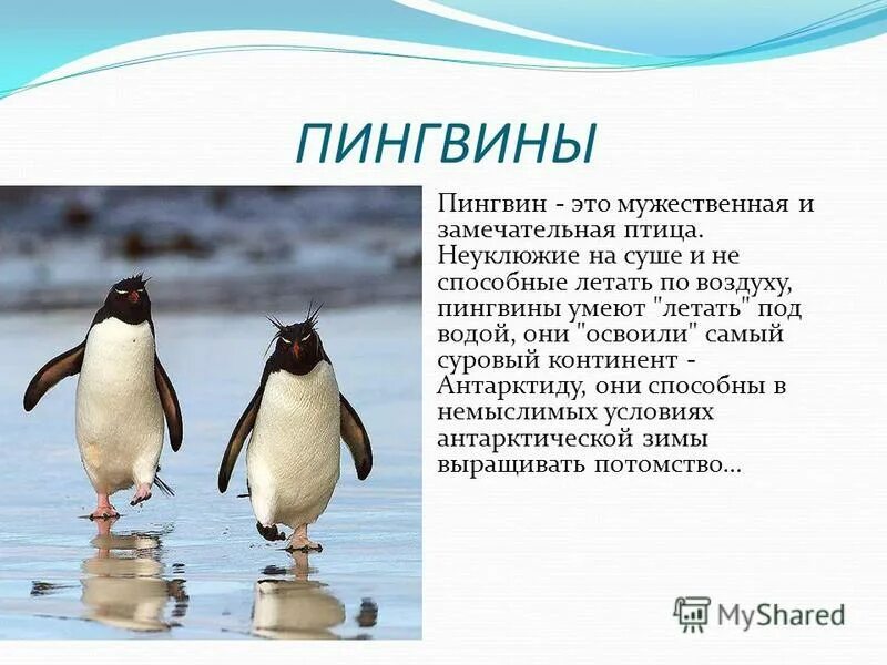 Рассказ про пингвина 1 класс. Сообщение о пингвинах кратко. Описание пингвина. Пингвин для детей. Доклад про пингвинов.