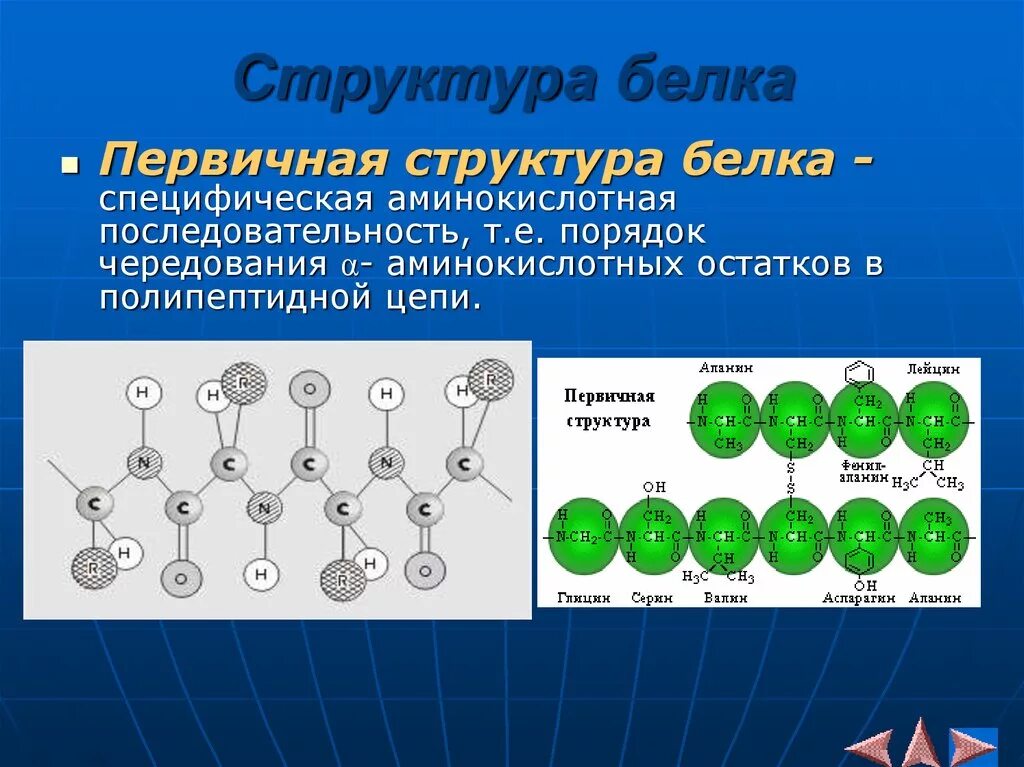 Первичная структура белка первичная структура белка. Первичная структура белка строение кратко. 1. Первичная структура белка. Строение первичной структуры белка.