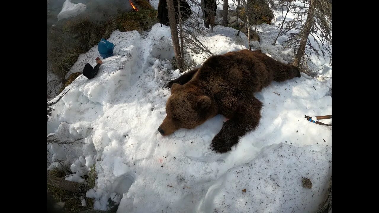 Кольский медведи.