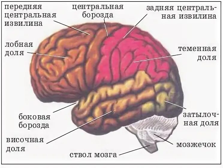 Отделяет височную долю от лобной и теменной. Центральная извилина лобной доли. задняя центральная извилина теменной доли. задняя центральная извилина коры большого мозга. передняя центральная извилина лобной доли.