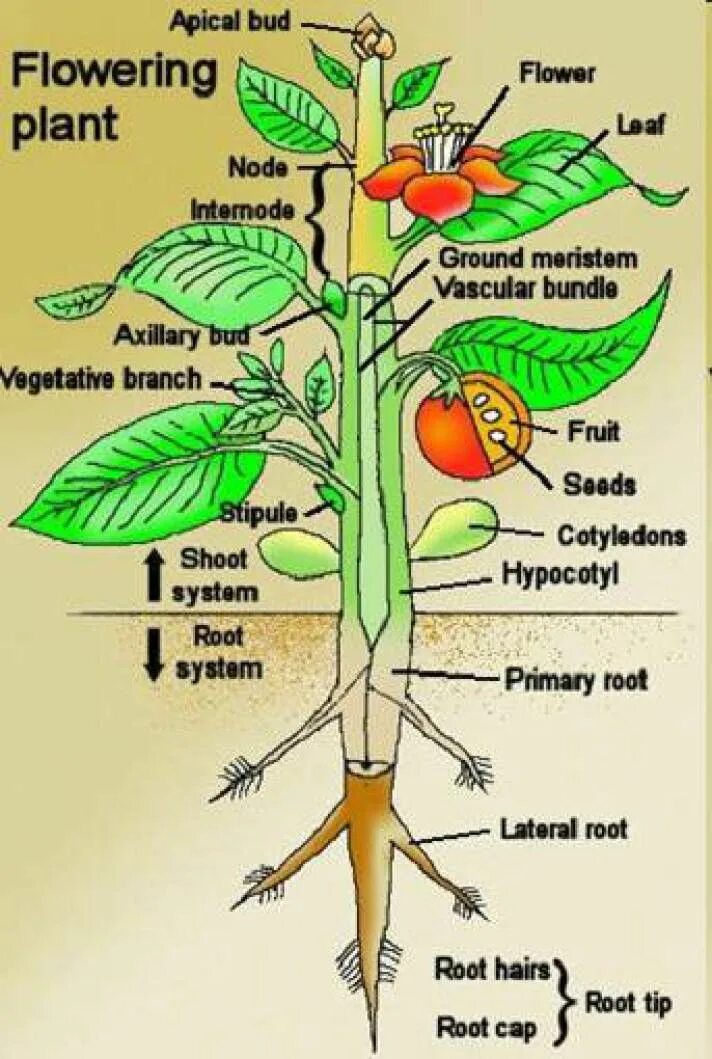 Plants english. Части растения. Строение цветка на английском. Части растения на английском. Строение растения на английском языке.