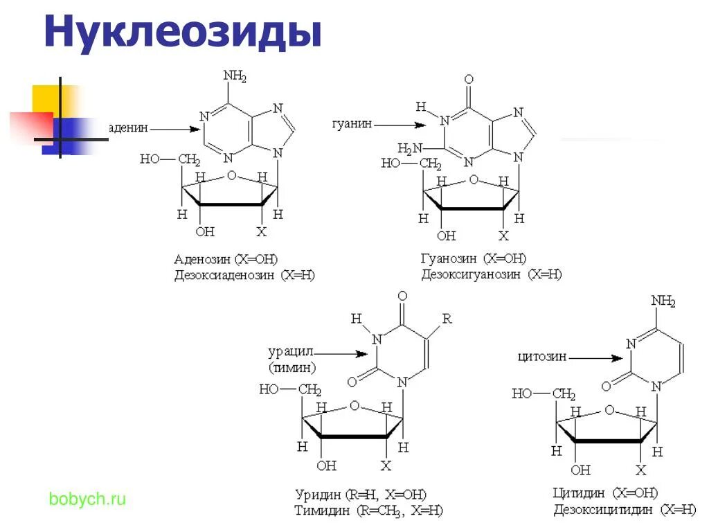 Формулы нуклеотидов. Нуклеозид аденина. Нуклеозид 2-дезоксигуанозин. Строение нуклеозидов и нуклеозидов. Структурные формулы нуклеозидов.