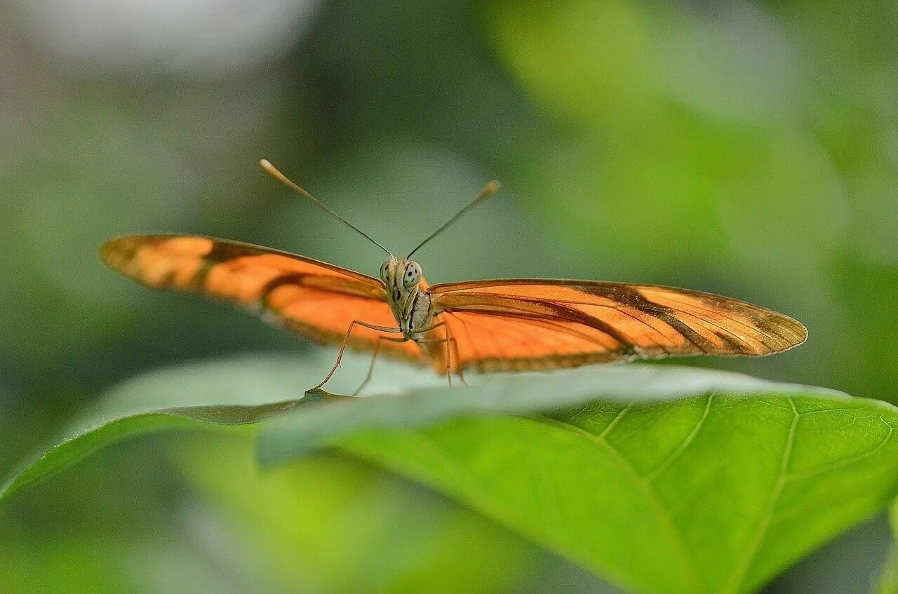 Бабочка черно оранжевая. Летающее оранжевое насекомое. Бабочки фото. Беспозвоночные бабочки. Оранжевая бабочка.