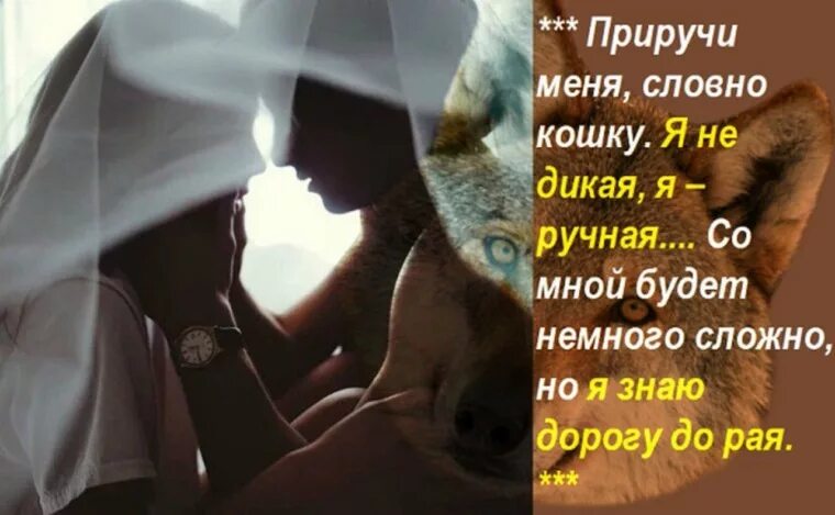 Шутки про кабанов. Кабан мемы. Елена шумилова сенатор. Елена шумилова фото. Кирилл потапов волки.