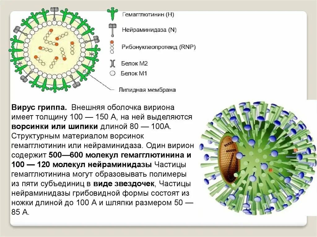 Гемагглютинин вируса гриппа. Внешняя оболочка вириона. Гемагглютинин и нейраминидаза. Нейраминидаза вируса гриппа