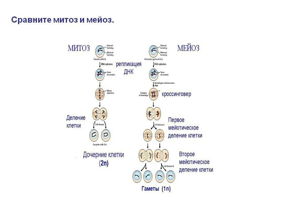 Схема деления митоза и мейоза. Митоз и мейоз 10 класс биология. Деление клетки митоз и мейоз. Мейоз биология 10. Контрольная работа по биологии митоз мейоз