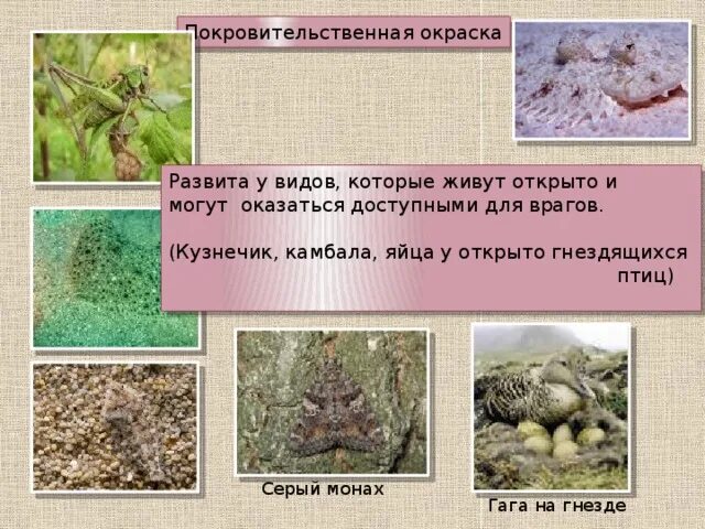 Возникновение покровительственной окраски у куропатки можно объяснить. Покровительственная окраска кузнечик. виды покровительственной окраски. покровительственная окраска птиц. покровительственная окраска камбала.