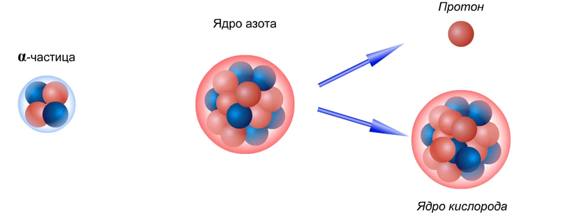 Ядерная реакция Резерфорда. Модели строения атомного ядра. Первая ядерная реакция Резерфорда. Прототонно нейтронная модель ядра. В ядре изотопа азота протонов