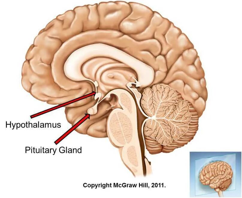 Головной мозг гипоталамус. Гиппокамп гипофиз гипоталамус. Гипофиз головного мозга рисунок. Мозг гипофиз и гипоталамус.