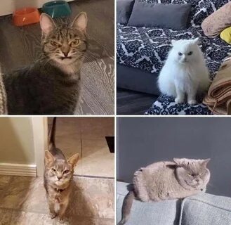 Мой кот кот кот когда был