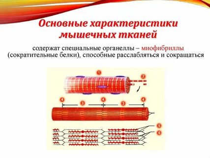 Что не относится к факторам мышечного белка
