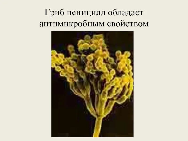 Дейтеромицеты (Deuteromycota. Несовершенные грибы дейтеромицеты. Дейтеромицеты пеницилл. Пеницилл царство.