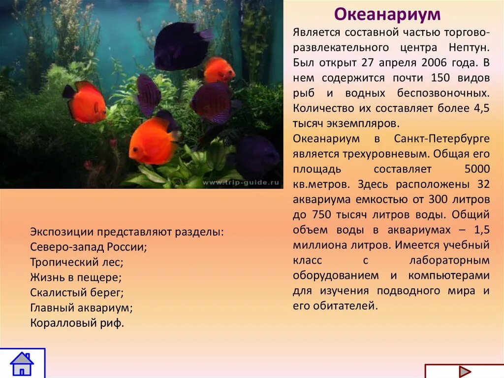 Презентация океанариум. Океанариум презентация 3 класс. Сообщение о океанариуме.