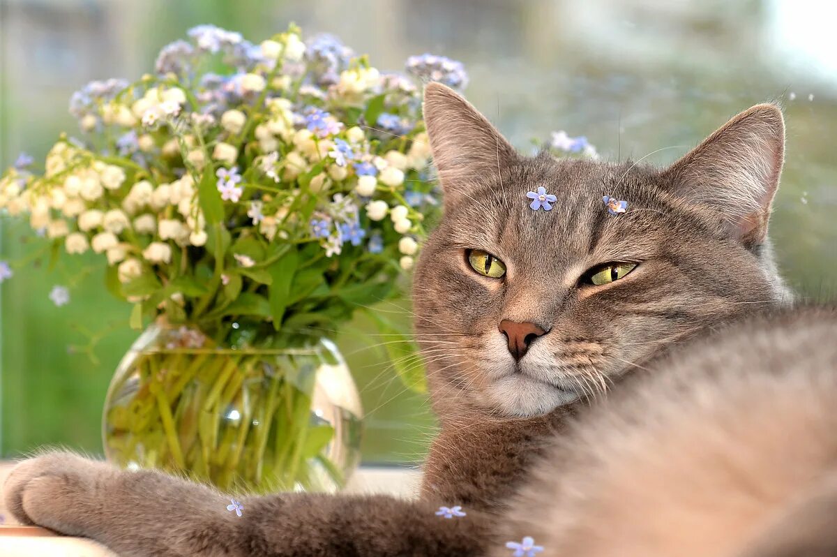 благоухание весны. весеннее тепло. настроение весны. дом запах весны. кошка с тюльпанами.