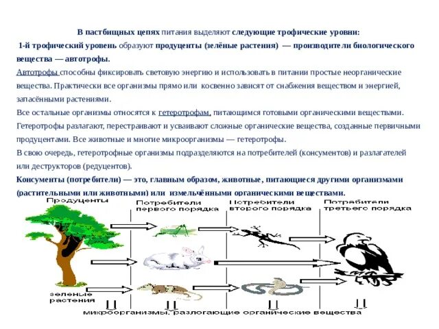 Какова роль производителей в пищевой цепи биология. Составление пищевых цепей (схем передачи вещества и энергии). Уровни трофические уровни пастбищных цепей питания. Передача по цепи питания энергии и вещества по биологии. Составления схем передачи вещества и энергии цепей питания кратко.