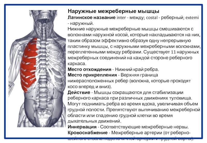 Кровоснабжение наружных межреберных мышц. Наружные реберные мышцы. Наружные и внутренние межреберные мышцы анатомия. Наружные межреберные мышцы анатомия.