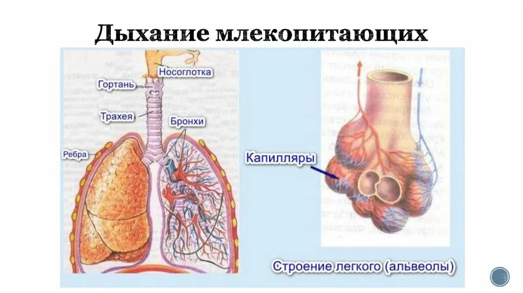 Строение дыхательной системы млекопитающих. Схема строения дыхательной системы млекопитающих. Дыхательная система млекопитающих схема легких. Система органов дыхания млекопитающих органы дыхания млекопитающих.