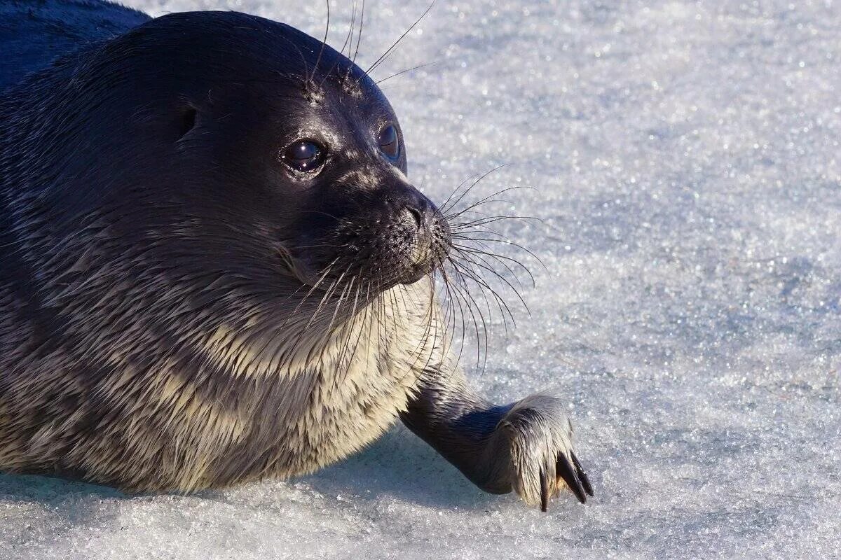 Байкальская нерпа ластоногие. Байкальская нерпа. Озеро байкал нерпа байкальская. Тюлень нерпа байкал. Байкальская нерпа ластоногие.