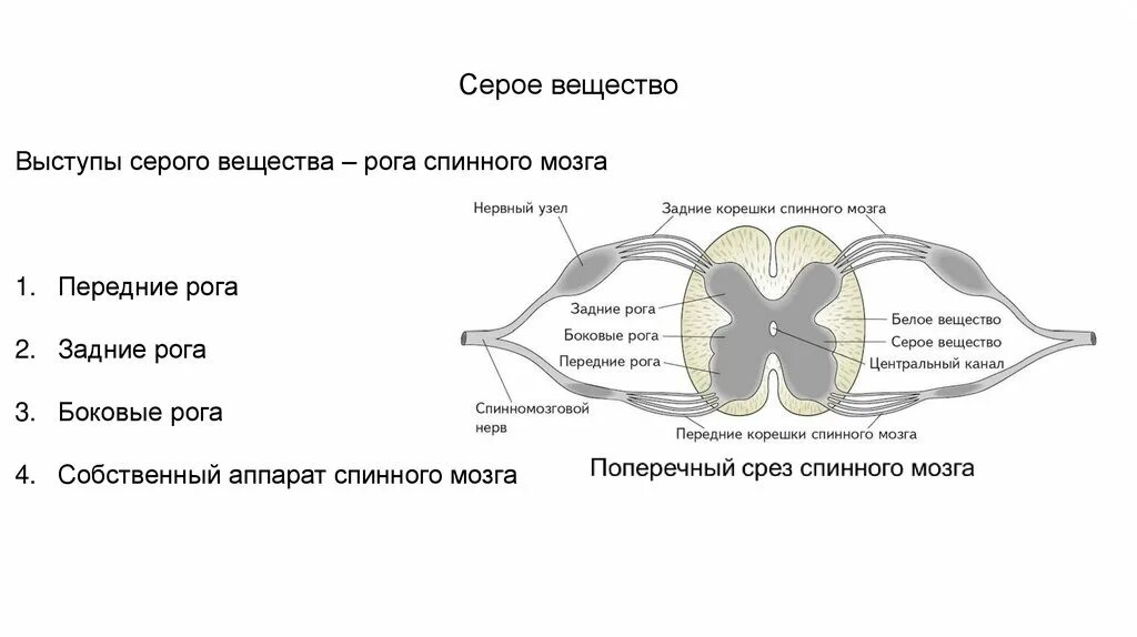 Передние задние и боковые рога спинного мозга. Строение боковых Рогов спинного мозга. Передние задние боковые рога серого вещества спинного мозга. Структура спинного мозга задние рога.
