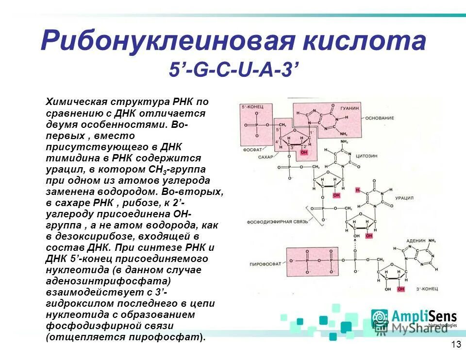 Функции и строение различных типов рнк. Сколько нуклеотидов содержит молекула днк. В рнк углеводный компонент состоит. Рнк содержится в. Рнк содержится в.
