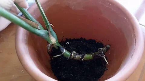 Укоренение монстеры черенками