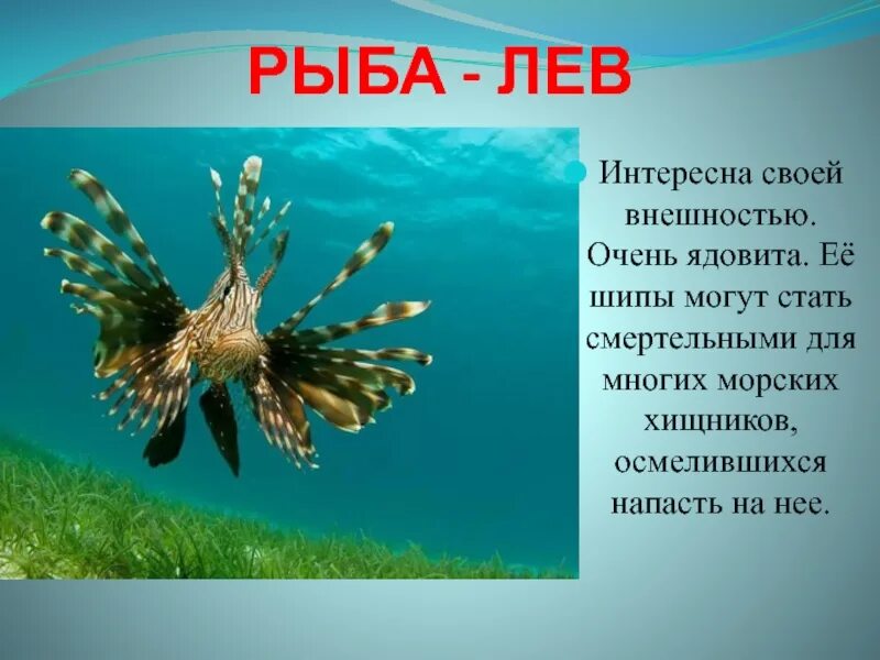 Сообщение о рыбе. Рассказ о рыбе. Доклад про рыб. Морские обитатели описание.