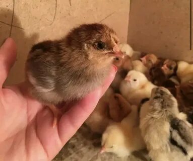 Видео маленьких цыплят