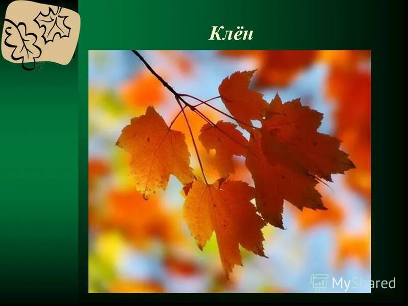 деревья и кустарники осенью 2 класс презентация. деревья и кустарники осенью 2 класс. осенние явления в жизни деревьев и кустарников. деревья и кустарники осенью 2 класс перспектива презентация. презентация деревья и кустарники осенью для дошкольников.