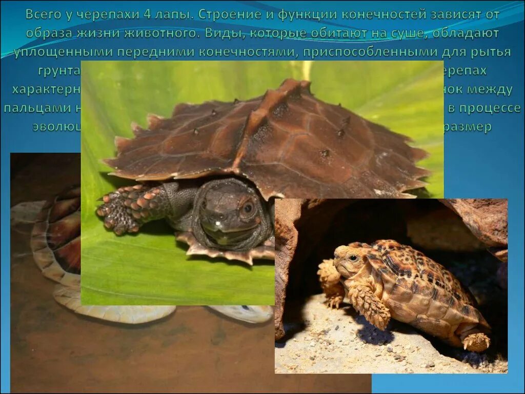 Строение конечностей черепахи. Строение сухопутных черепах. Питание отряда черепахи. Образ жизни черепах.