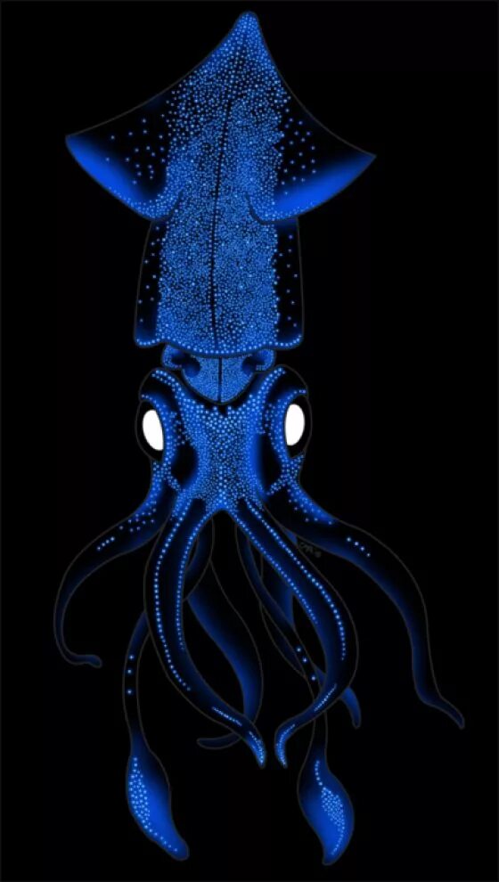 Почему кальмар синий. Голубая кровь у осьминога. Bigfin squid. Почему кальмар синий. Bigfin reef squid.