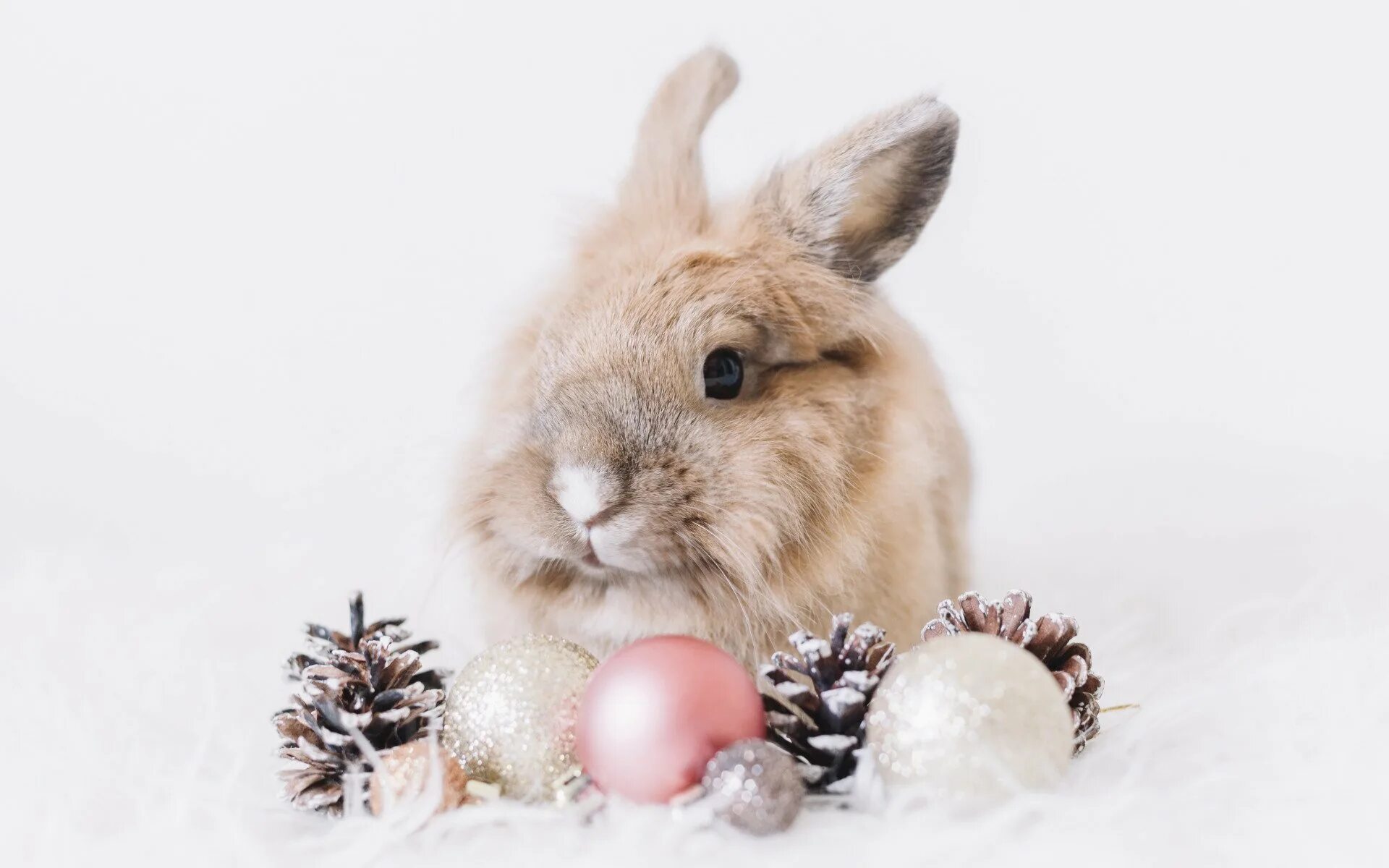 Новым годом год кролика. Новогодний кролик. Кролик новый год. С новым годом кролика. Новогодние обои с кроликами.