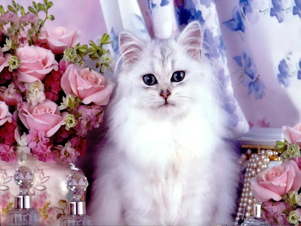 Кошечка красавица москвы. Красивые кошечки. Котенок в цветах. Самые красивые кошечки. Котёнок с цветком.