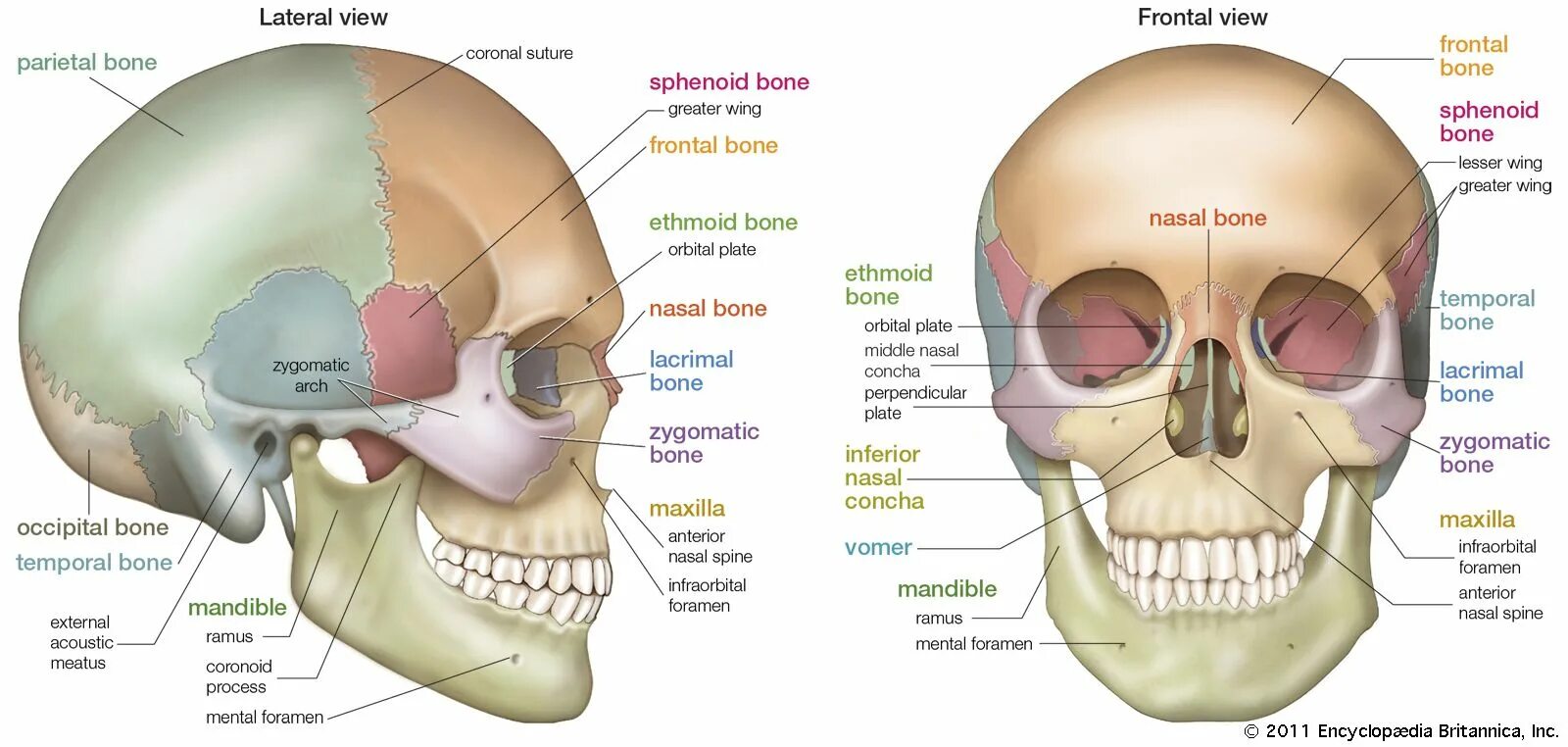 The bones consist of