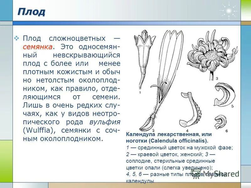 для каких семейств характерны плоды семянки. семянка семейство сложноцветные. для каких семейств характерны плоды семянки.