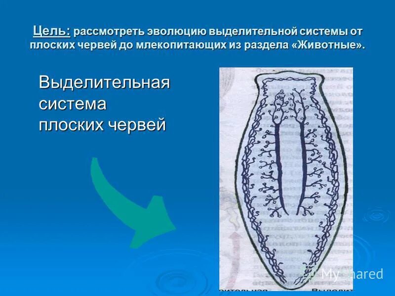 Выделительная система плоских червей состоит из. Тип строения выделительной системы у плоских червей. какого типа выделительная система у плоских червей. тип выделительной системы у плоских червей. выделительная система плоских червей 7 класс.