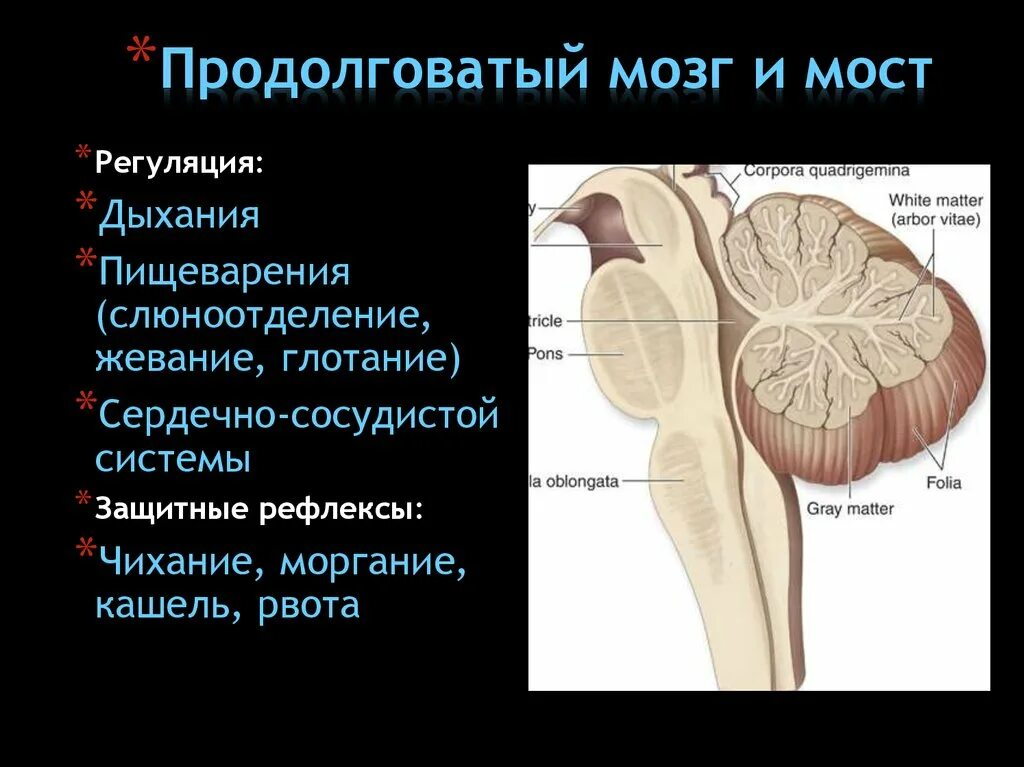 Мост мозга кратко. Продолговатый мозг и варолиев мост. Рефлексы продолговатого мозга. Функции продолговатого мозга. Продолговатый мозг мост и средний мозг.