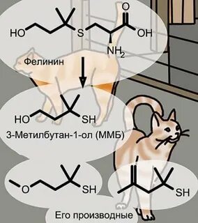 Метка кота
