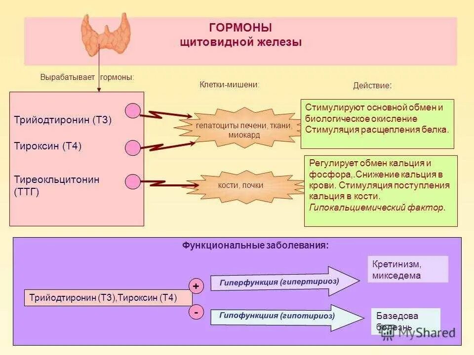 Схема выработки гормонов щитовидной железы. Щитовидной железа ТТГ И т4. Щитовидная железа гормон т3 т4 эффекты. Т4 гормон щитовидной железы функции. Какие железы вырабатывают тироксин