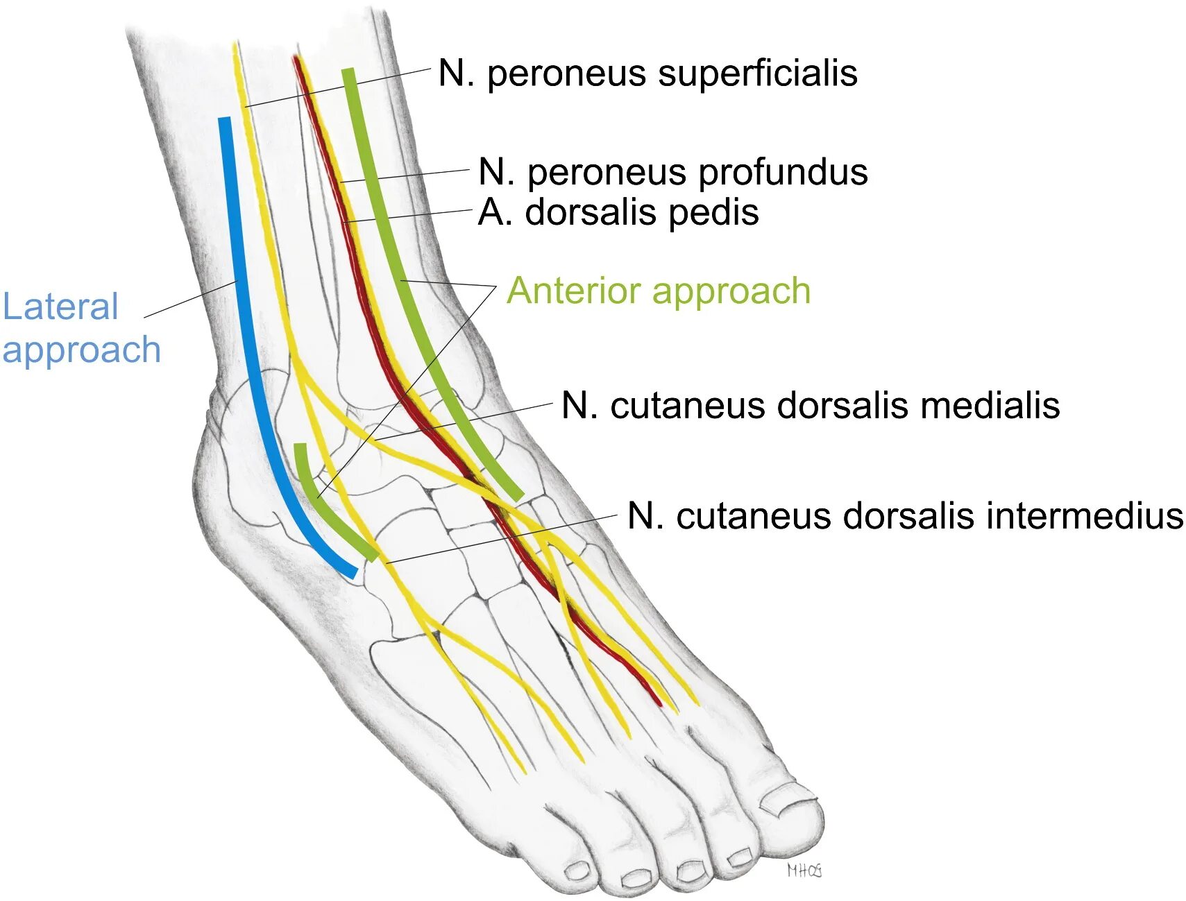 N suralis. Peroneus superficialis. Общий малоберцовый нерв топография. Большеберцовый нерв анатомия схема. Перонеус суперфициалис.