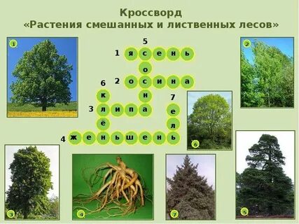 Небольшой чаще лиственный лес кроссворд