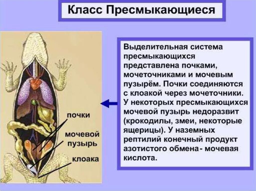 Выделение у пресмыкающихся. Выделительная система пресмыкающихся 7 класс. Эволюция выделительной системы у пресмыкающихся. Строение выделительной системы рептилий. Строение выделительной системы пресмыкающиеся.